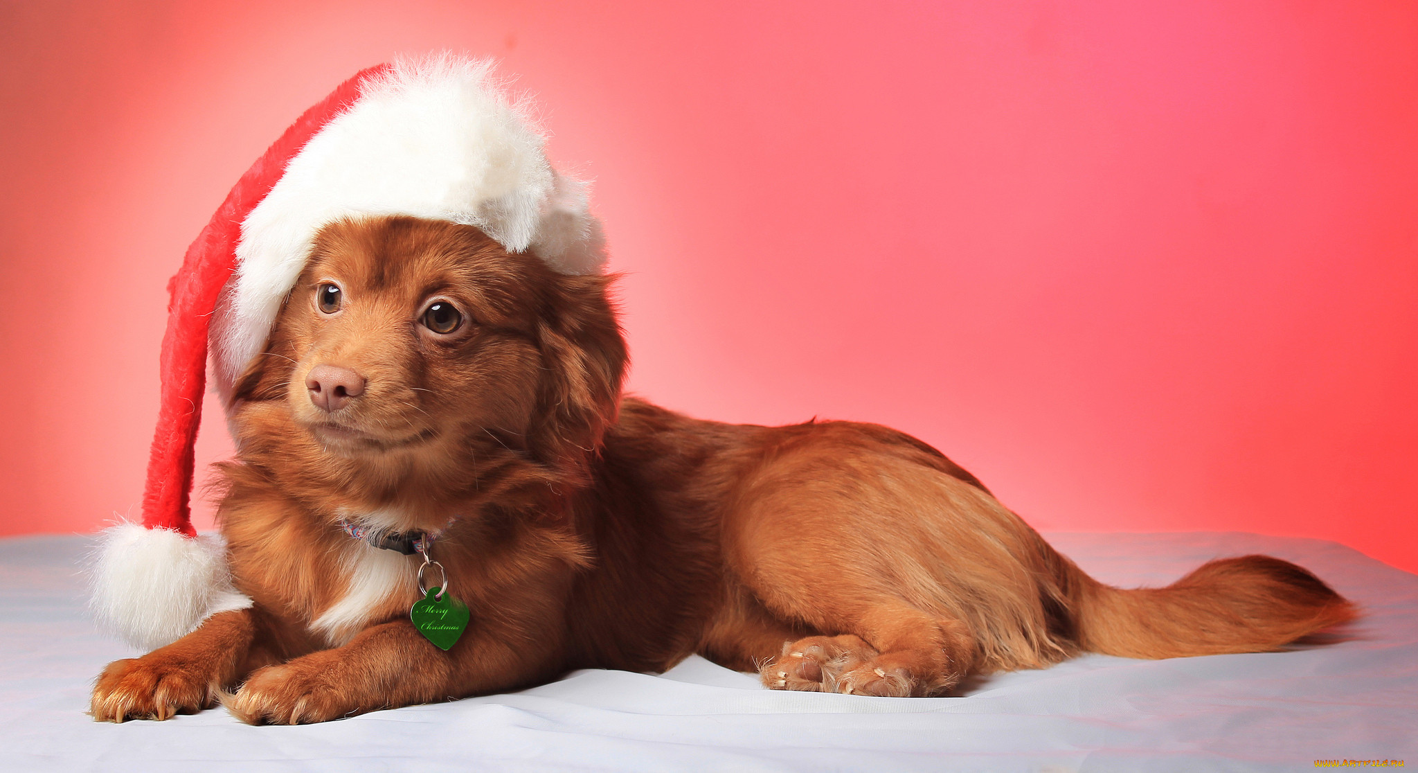 , , dog, , christmas, hat, view, smile, , , , 